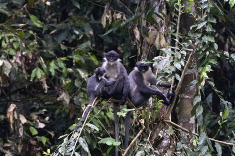 In this undated photo released by Ethical Expeditions, Miller's Grizzled Langurs sit on a tree branch in Wehea forest in eastern Borneo, Indonesia. Scientists working in the dense jungles of Borneo have rediscovered the large, gray monkey so rare it was believed by many to be extinct. 